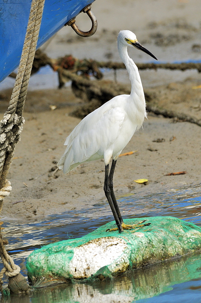 Little egret (Egretta garzetta) scanning for fish from shoreline of tidal creek near fishing boats, Tamsui (Danshui), Taiwan, Asia