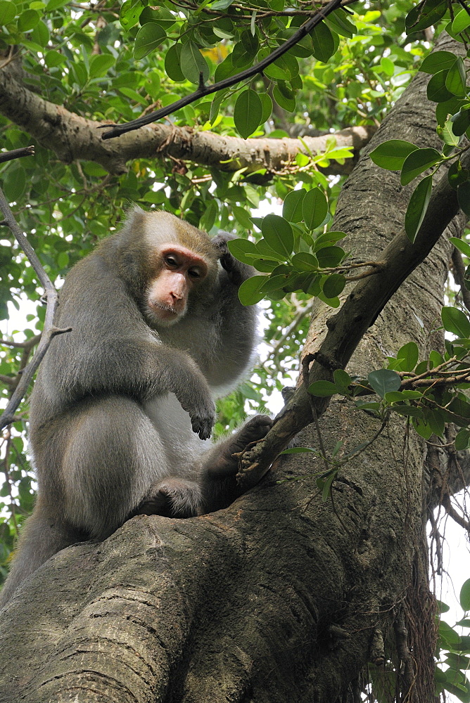 Formosan macaque (Taiwan macaque) (Macaca cyclopis) scratching its head in a banyan tree (Ficus microcarpus), Chaishan, Taiwan, Asia