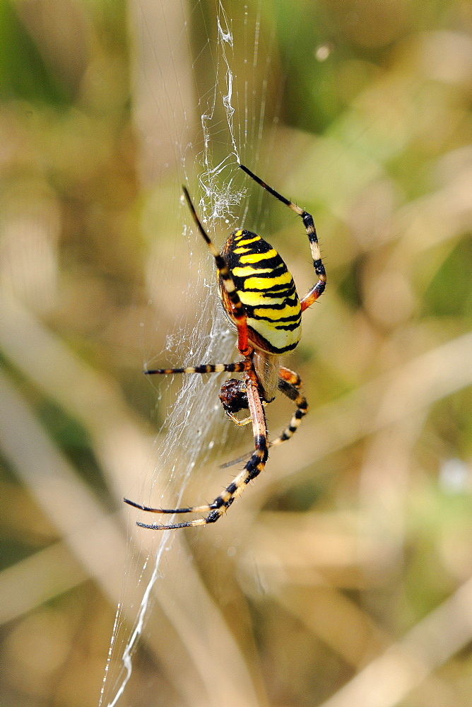 Wasp orb web spider (Argiope bruennichi) with prey, near Marburg, Hesse, Germany, Europe