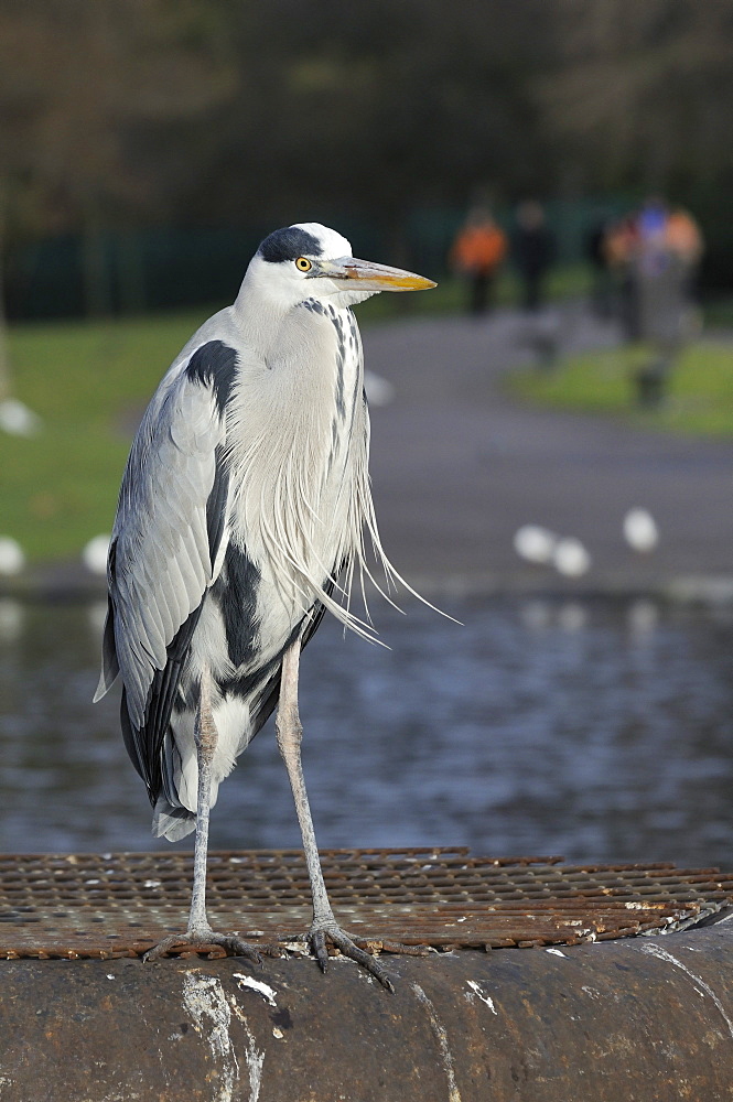 Grey heron (Ardea cinerea) standing on metal platform in boating lake with people in the background, Regent's Park, London, England, United Kingdom, Europe