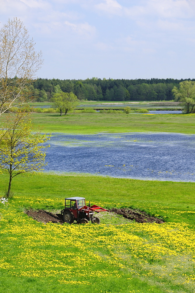 Farmer ploughing at edge of Narew marsh among carpet of Dandelions (Taraxacum sp.) in spring, Podlaskie, Poland.