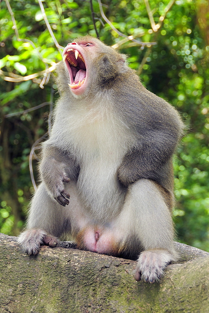 Formosan or Taiwan macaque (Macaca cyclopis) adult male giving threat yawn while sitting on branch of banyan tree (Ficus microcarpus), Chaishan, Kaohsiung, Taiwan.