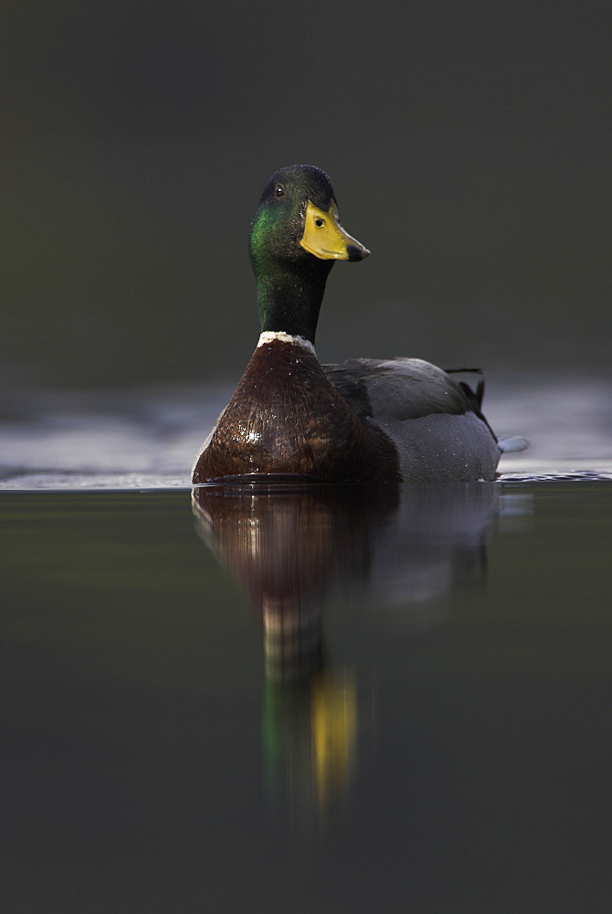 Mallard (Anas Pltyrhynchos), portrait of a sea going Mallard male. Wales UK
