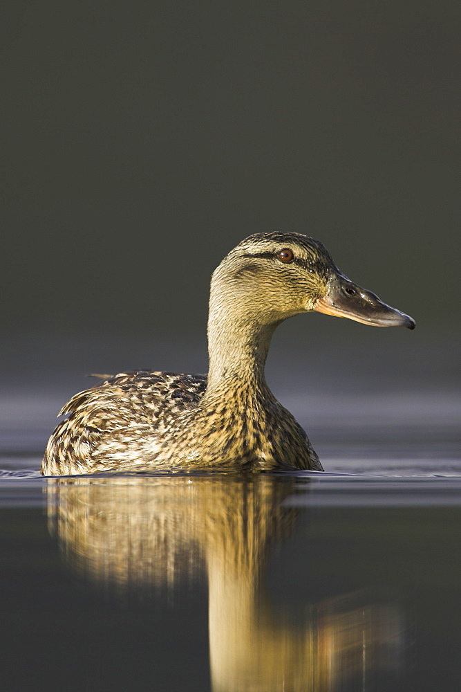 Mallard female (Anas paltyrhynchos) portrait with reflection in early morning light on Loch Etive.  Scotland