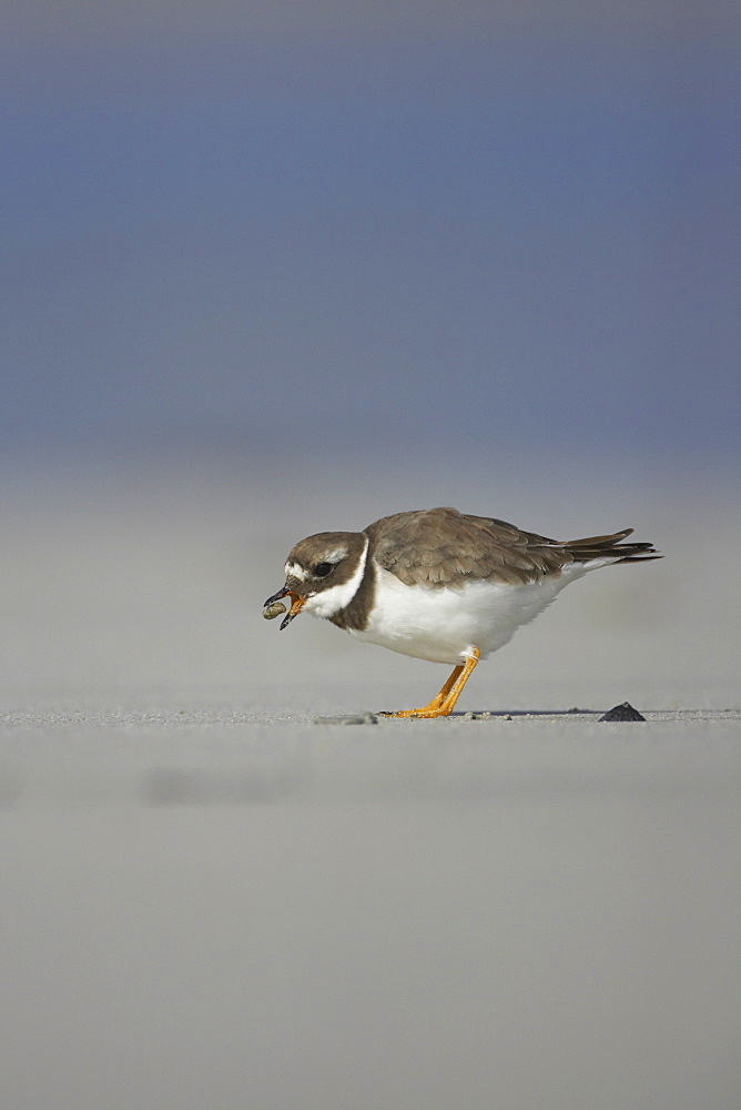 Ringed Plover (Charadrius hiaticula) with a beak full of food and sand after pulling a grub out of a sandy beach. Gott bay, Argyll,, Scotland, UK