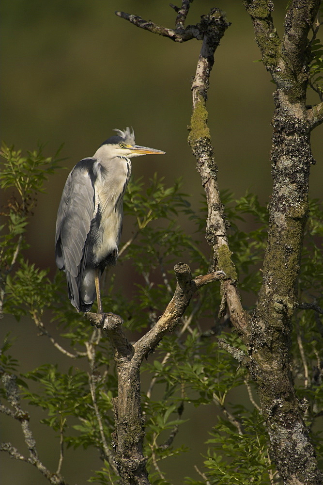 Grey Heron (Ardea cinerea) perched in a tree. Herons occasionaly roost or perch in trees. This one was perched while having a preen and stayed there for atleast 3 hours..  Argyll, Scotland