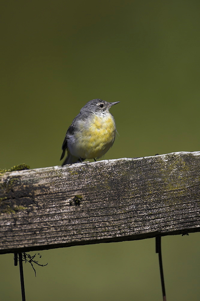 Grey Wagtail (Motacilla cinerea) with some juvenille plumage sitting on submerged fence post. Wagtails like perches over the water to preen and rest..  Argyll, Scotland