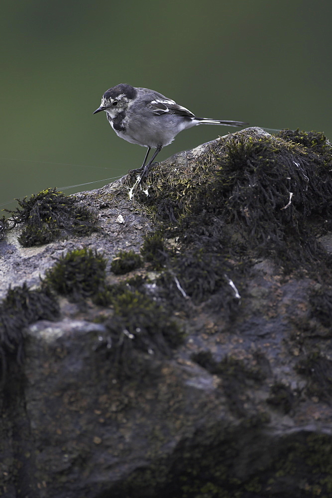 Pied Wagtail (Motacilla alba ssp yarellii) looking for food on a rock in the water. Pied Wagtails will scurry along the rocks on the banks of Loch Awe searching for insects. Argyll, Scotland