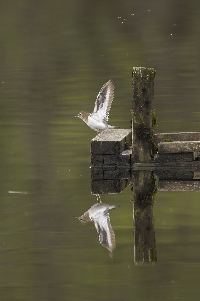 Common Sandpiper (Actitis hypoleucos) on pier feeding on knats flapping wings, reflected in water. The Knats congregate at the end of piers and rock outcrops on the Loch which make them  a perfect snack for Common Sandpipers.