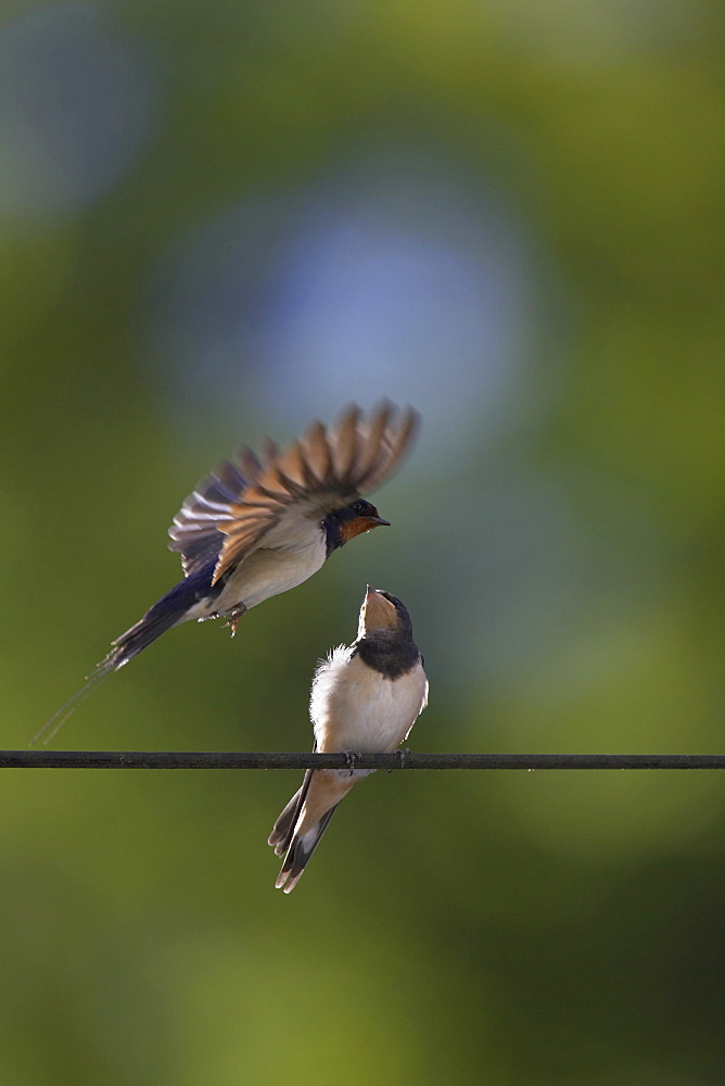 Swallow (Hirundo rustica) feeding young. Loch Awe, Argyll, Scotland, UK