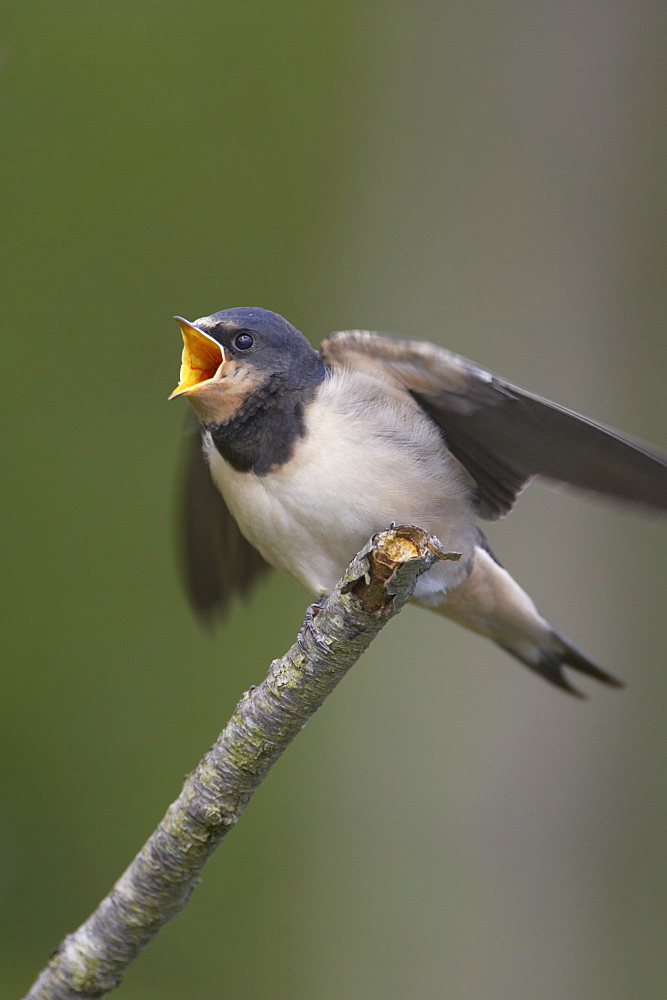 Swallow (Hirundo rustica) juvenile begging for food. Loch Awe, Argyll, Scotland, UK