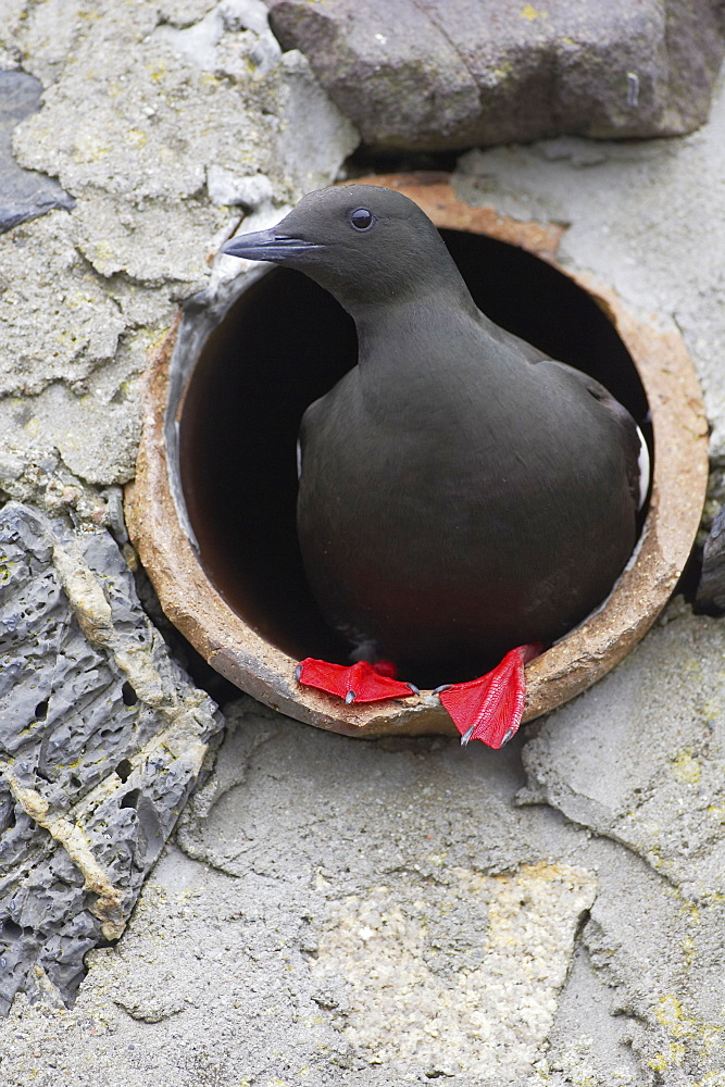 Black Guillemot (Cepphus grylle) standing in a drain pipe that a pair are nesting in. Black Guillemots nest in drains and holes in the sea wall in the middle of Oban town centre. Argyll Scotland, UK