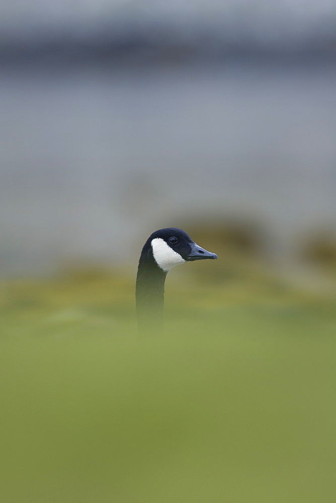 Canada Goose (Branta canadensis) head shot with body hidden by coastal  grassy knolls. Isle of Mull, Argyll and the Islands, Scotland, UK