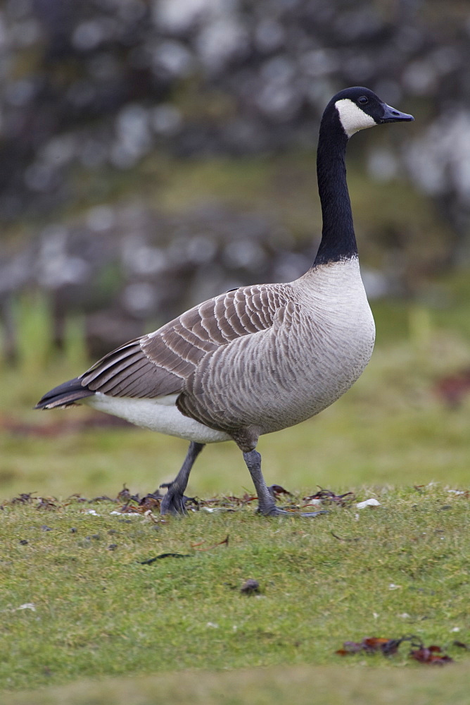 Canada Goose (Branta canadensis) walking along coastal  grassy knolls. Isle of Mull, Argyll and the Islands, Scotland, UK