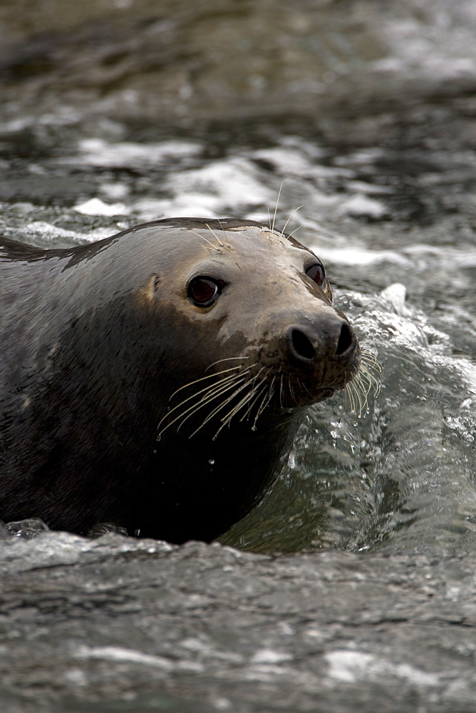 Grey Seal (Halichoerus grypus), female in surf, head just above surface of water while watching young.. Mull of Kintyre near Campbeltown, Argyll, Scotland, UK