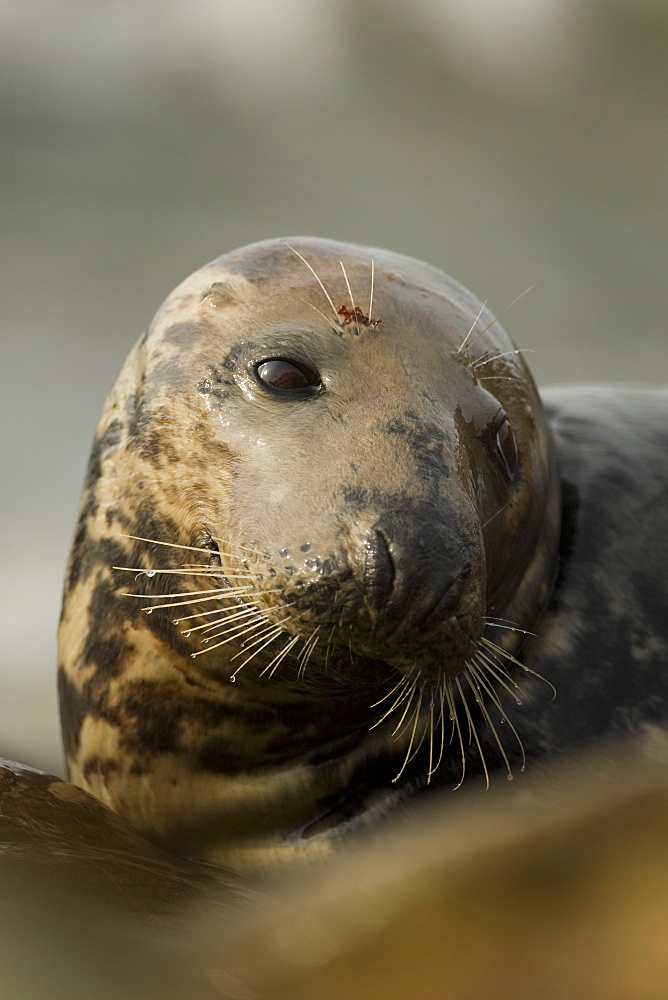 Grey Seal (Halichoerus grypus), female close up head shot with wet fur. Mull of Kintyre near Campbeltown, Argyll, Scotland, UK