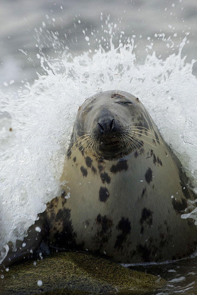 Grey Seal (Halichoerus grypus) female in surf waves crashing over head. . Mull of Kintyre near Campbeltown, Argyll, Scotland, UK