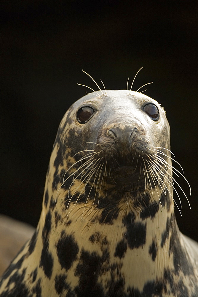 Grey Seal (Halichoerus grypus), female close up head shot with wet fur. Mull of Kintyre near Campbeltown, Argyll, Scotland, UK