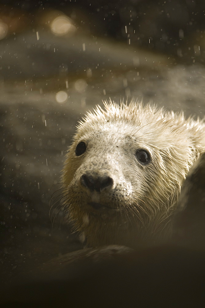 Grey Seal (Halichoerus grypus) pup portrait head shot with eyes open, taken on rocky beach in the west coast of Scotland with rain coming down. Mull of Kintyre near Campbeltown, Argyll, Scotland, UK