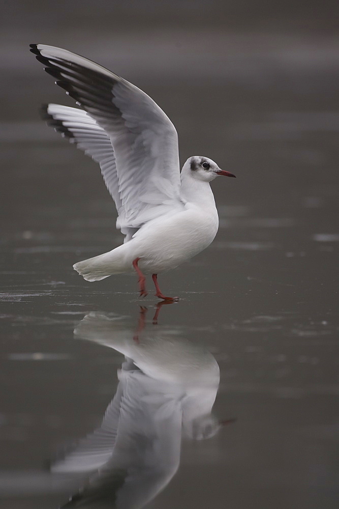 Black-Headed Gull (larus ridibundus) taking off from ice on a frozen pond in Glasgow city centre . Glasgow, Hyndland Park, Argyll, Scotland, UK