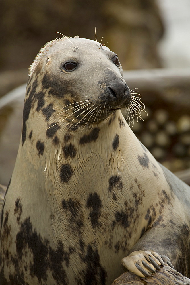 Grey Seal (Halichoerus grypus), female half body shot with flipper up on rock while surveying pup. Female has wet fur.. Mull of Kintyre near Campbeltown, Argyll, Scotland, UK