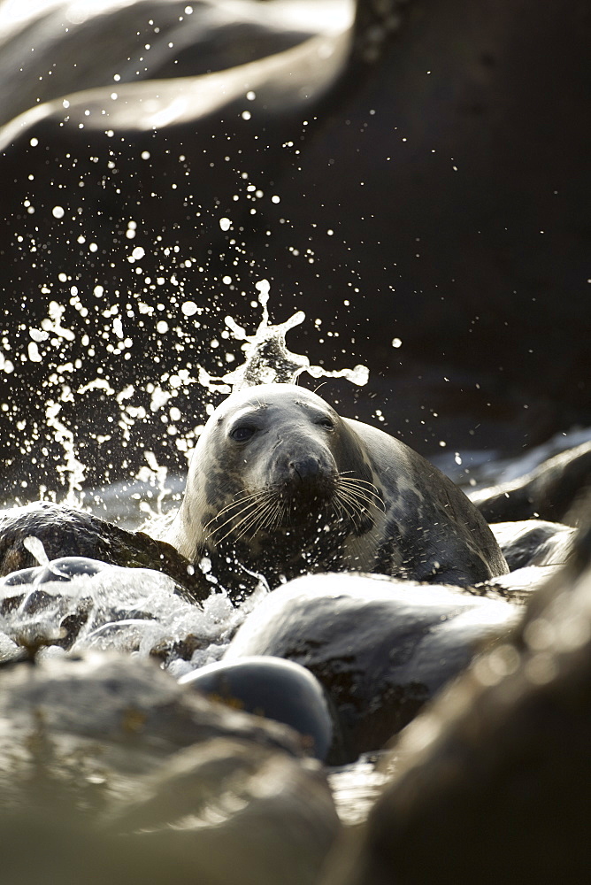 Grey Seal (Halichoerus grypus) female in surf with backlit water breaking over seal. . Mull of Kintyre near Campbeltown, Argyll, Scotland, UK