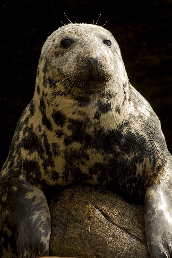 Grey Seal (Halichoerus grypus) head and body picture of female with dry fur.. Mull of Kintyre near Campbeltown, Argyll, Scotland, UK