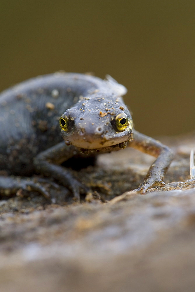 Palmate Newt (Triturus helvetica) standing on rock, close up head photograph. Inverawe, nr Loch Awe, Argyll , Scotland, UK