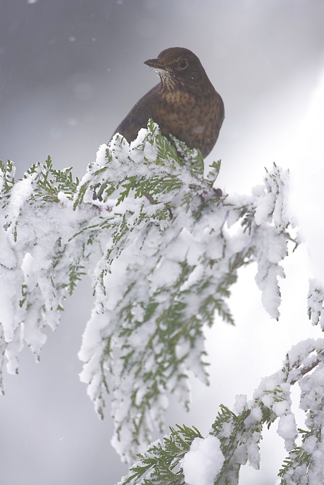 Blackbird (Turdus merula) female perched on snowy branch. highlands, Scotland, UK