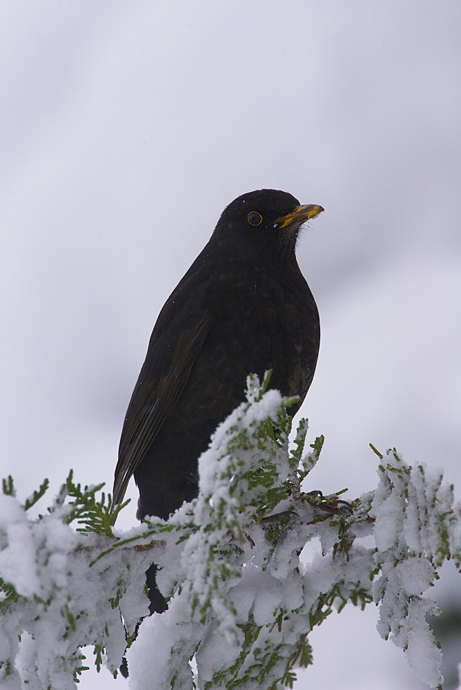 Blackbird (Turdus merula) male perched on snowy branch. highlands, Scotland, UK