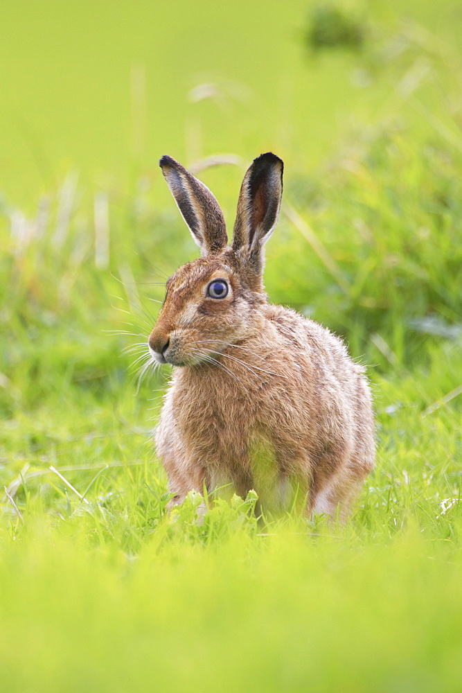 Brown Hare (Lepus capensis) resting in a grassy meadow. Argyll, Scotland, UK