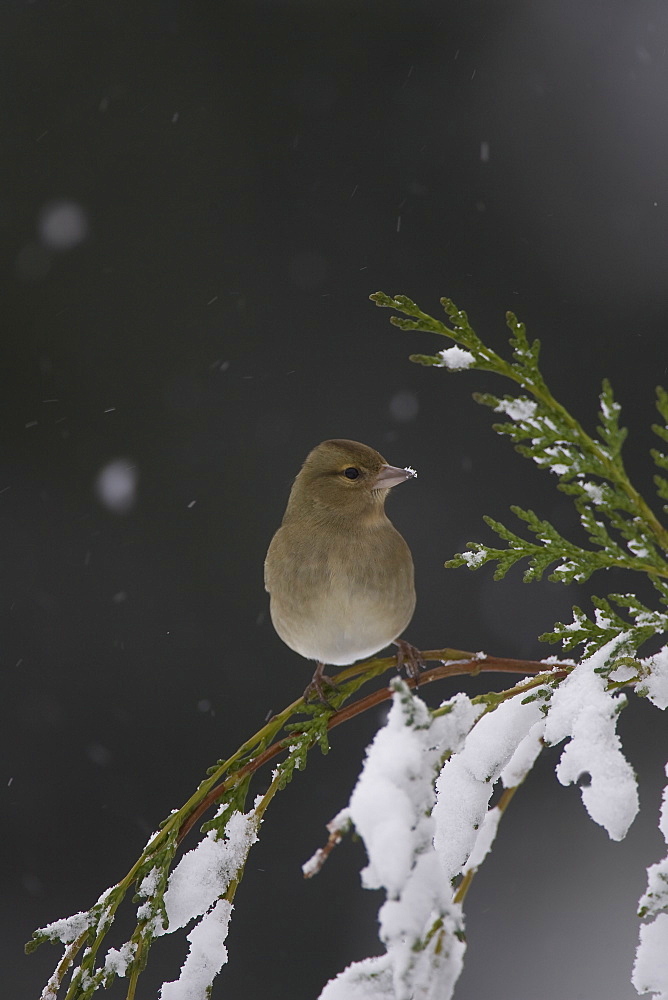 Chaffinch (Fringilla coelebs) female perched on snowy branch. highlands, Scotland, UK