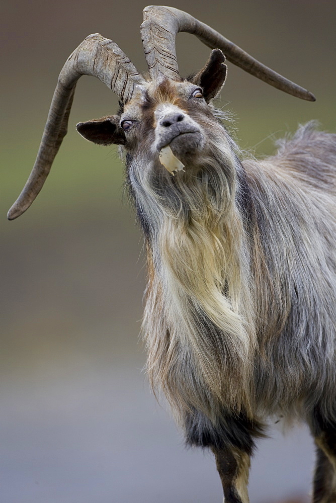 Feral Goat (Capra hircus) eating seaweed on carsaig beach on Mull. Argyll and the Islands, Scotland, UK