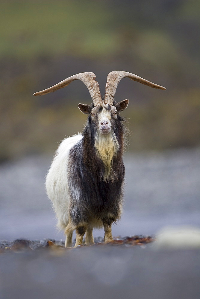 Feral Goat (Capra hircus) eating seaweed on carsaig beach on Mull. Argyll and the Islands, Scotland, UK