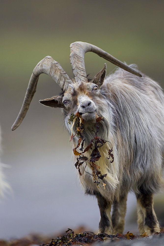 Feral Goat (Capra hircus) eating seaweed on carsaig beach on Mull. Argyll and the Islands, Scotland, UK