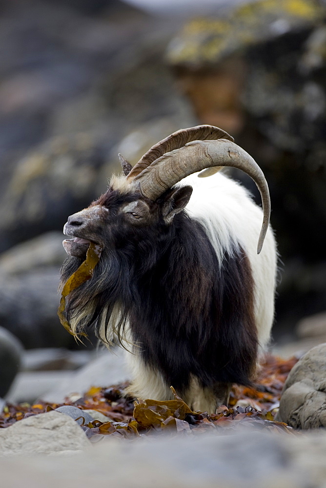 Feral Goat (Capra hircus) eating seaweed on carsaig beach on Mull. Argyll and the Islands, Scotland, UK