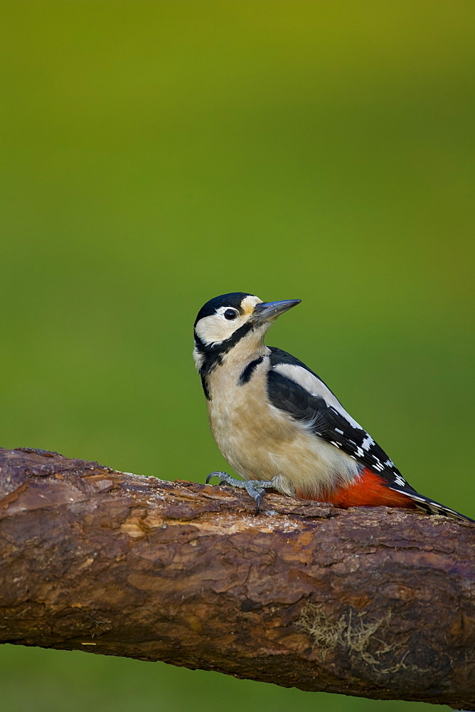 Greater Spotted Woodpecker (Dendrocopus major) on perch in morning light, with blank green background. Argyll, Scotland, United Kingdom