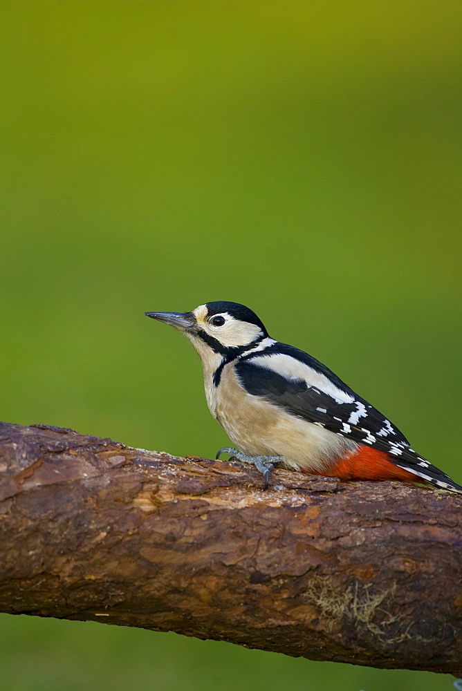 Greater Spotted Woodpecker on perch in morning light, with trees in background, higher up in frame. Argyll, Scotland, United Kingdom