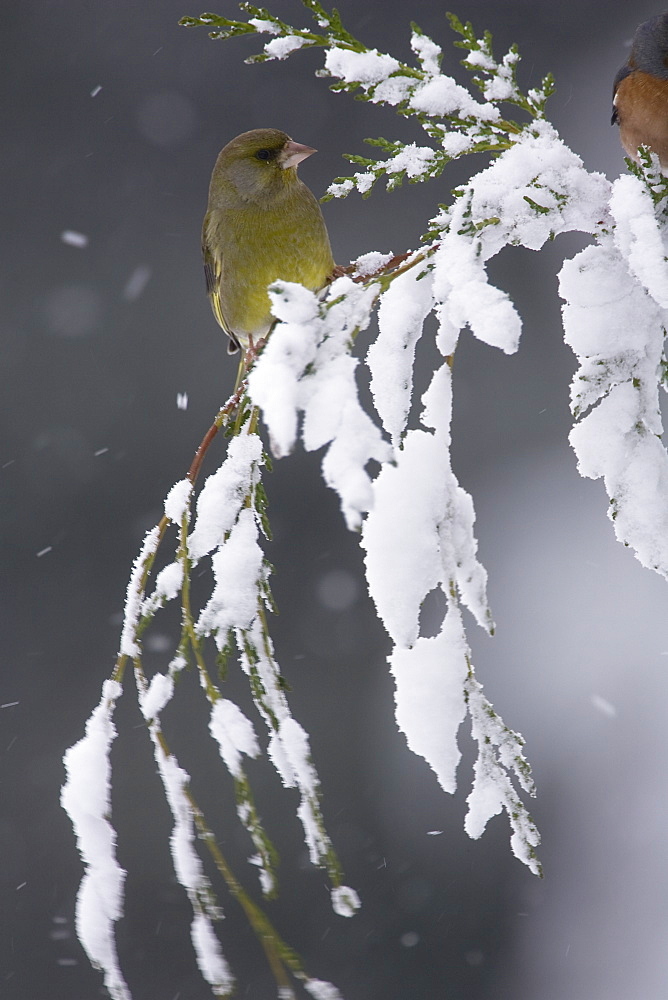 Greenfinch (Carduelis chloris) perched on snowy branch. highlands, Scotland, UK