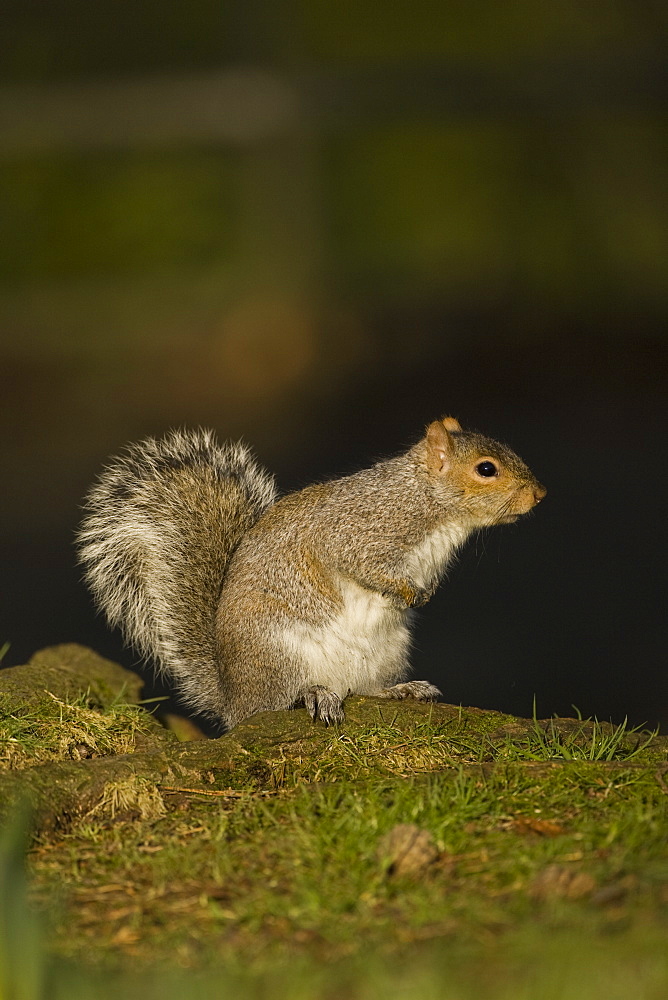 Grey squirrel (Sciurus carolinensis) in a park.  Scotland. , 