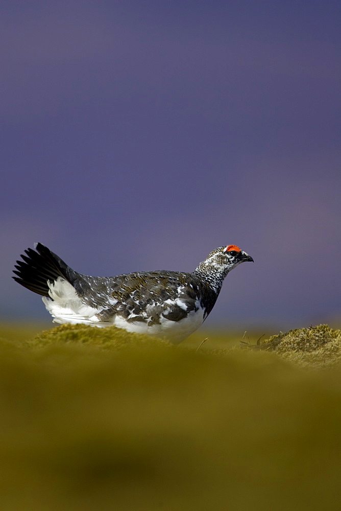 Ptarmigan (Lagopus mutus) male standing in long grass, in summer and winter plumage. Highlands, Scotland, UK