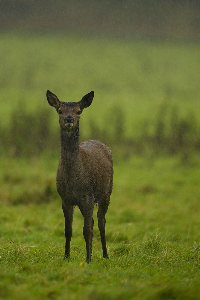 Red Deer (Cervus elaphus) portrait of young hind facing camera in heavy rain. Isle of Mull, Argyll, Scotland, UK