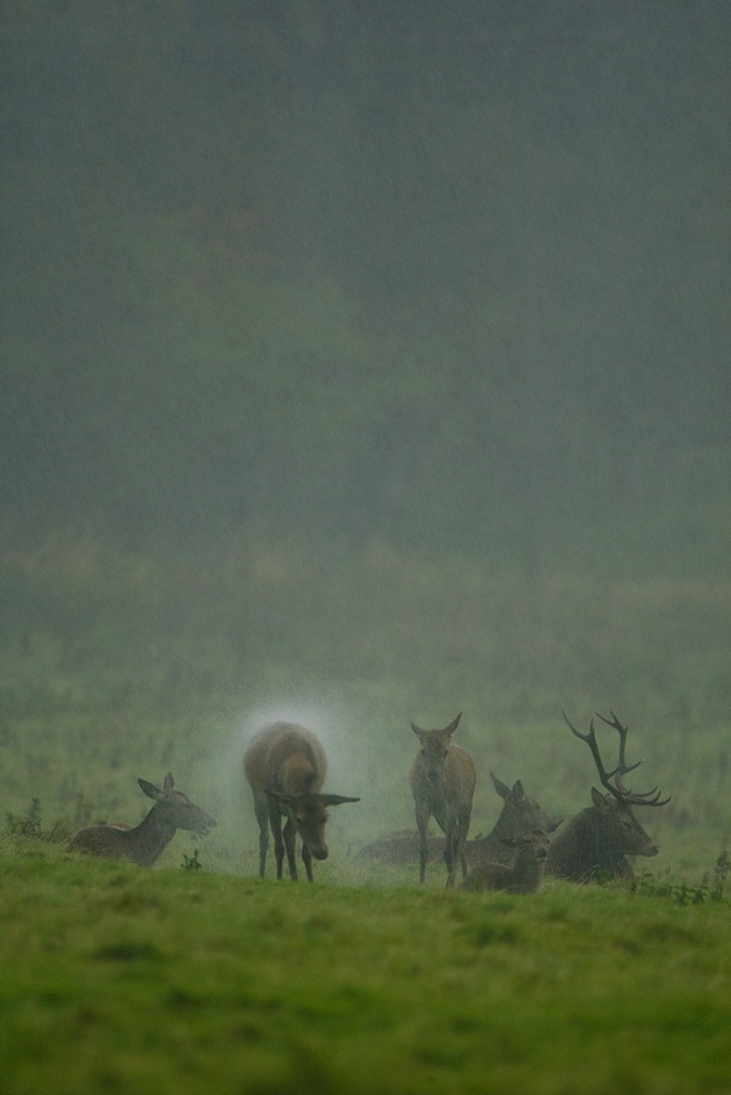 Red Deer (Cervus elaphus) hind shaking rain off coat. Isle of Mull, Argyll, Scotland, UK