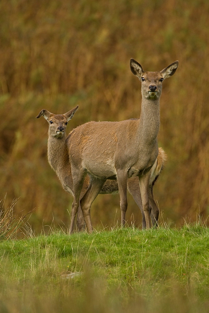 Red Deer (Cervus elaphus) hind with 1st year Juvenile, juvenile has broken ear. Isle of Mull, Argyll, Scotland, UK