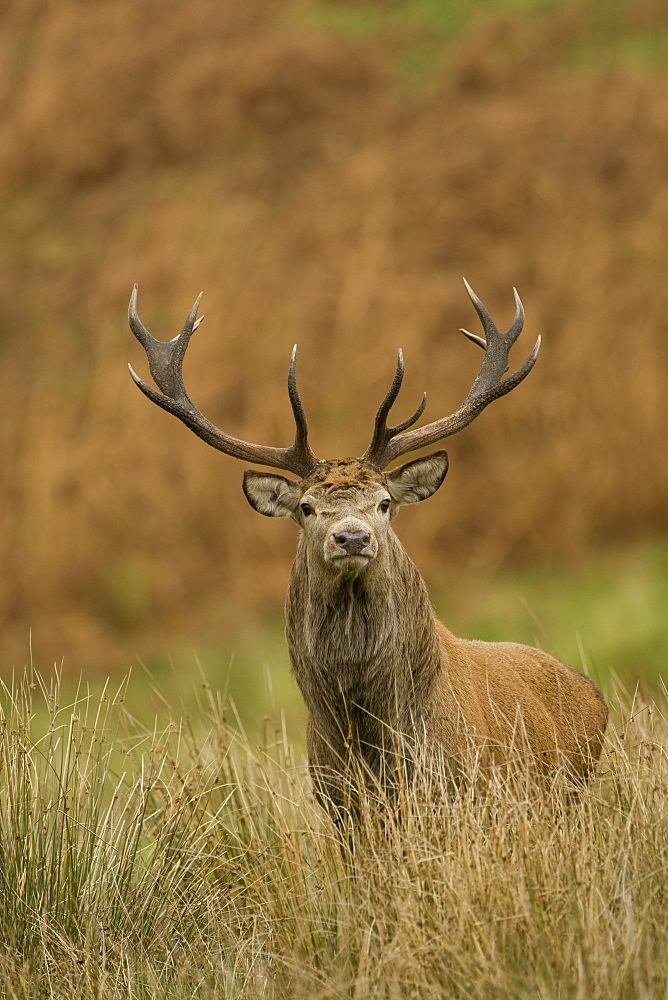 Red Deer (Cervus elaphus) stag standing in long grass . Isle of Mull, Argyll, Scotland, UK