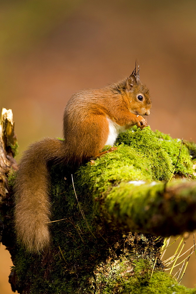 Red Squirrel (Sciurus vulgaris) sitting on mossy branch eating nut. Loch Awe, nr Oban, Scotland, UK