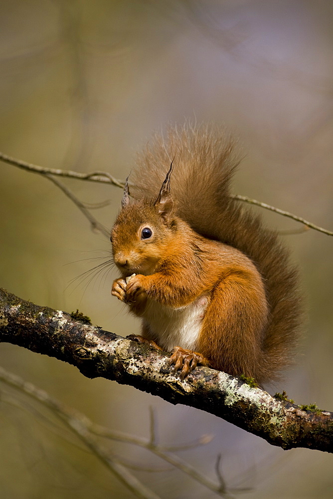 Red Squirrel (Sciurus vulgaris) sitting on mossy branch eating nut. Loch Awe, nr Oban, Scotland, UK