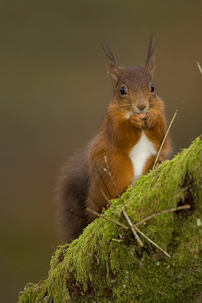 Red Squirrel (Sciurus vulgaris) sitting on mossy branch eating nut. Loch Awe, nr Oban, Scotland, UK