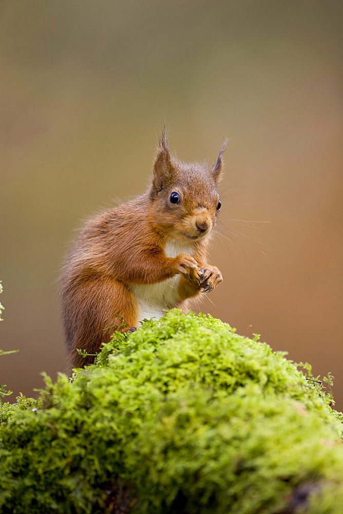 Red Squirrel (Sciurus vulgaris) sitting on mossy branch. Loch Awe, nr Oban, Scotland, UK