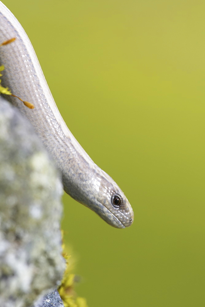 Slow Worm (Anguis fragilis) on a rock, green back ground. Argyll, Scotland, UK